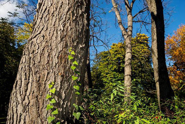 Tree with ivy