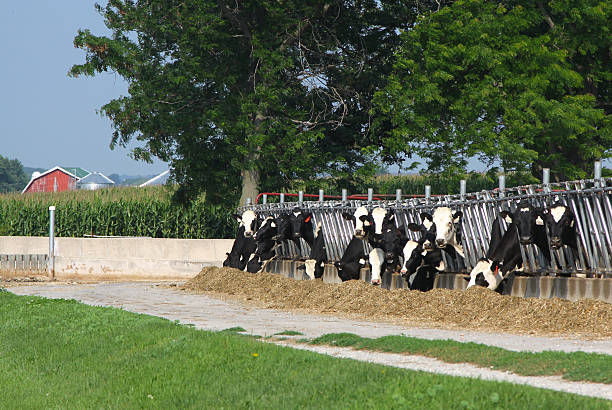 istock Dairy Cows Eating Time On The Farm 518798971