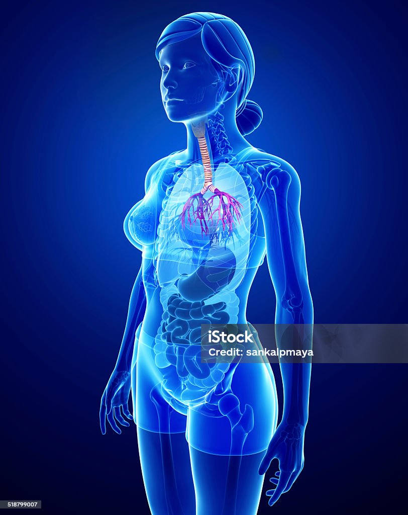 Feminino Garganta anatomia - Foto de stock de Abdome royalty-free