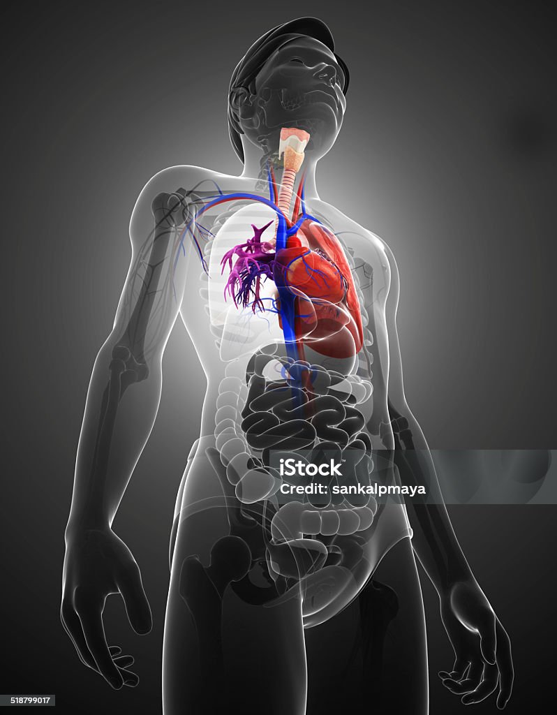 Masculino anatomia pulmões - Foto de stock de Abdome royalty-free