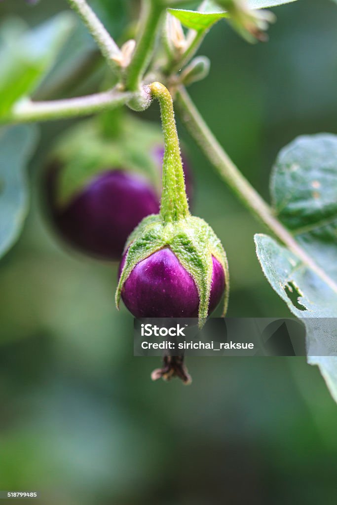 eggplant on tree in garden fresh vegetable eggplant on tree in garden Eggplant Stock Photo
