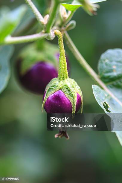 Eggplant On Tree In Garden Stock Photo - Download Image Now - Eggplant, Food, Food and Drink