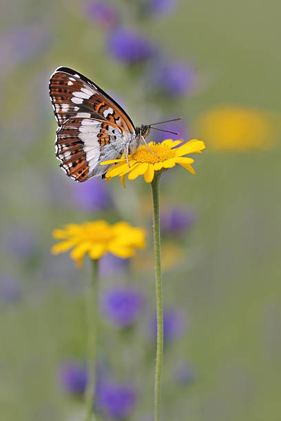 blanco mariposa numerada (limenitis camilla) - lepidopteron fotografías e imágenes de stock