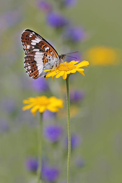 borboleta almirante branco (limenitis camilla) - lepidopteron imagens e fotografias de stock