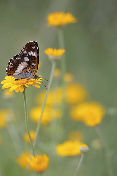 blanco mariposa numerada (limenitis camilla) - lepidopteron fotografías e imágenes de stock