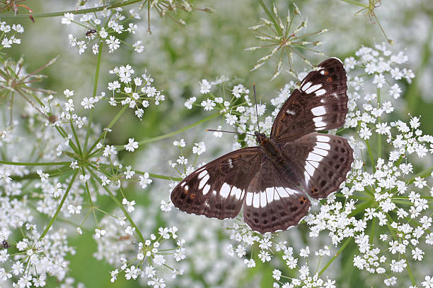 blanco mariposa numerada (limenitis camilla) - lepidopteron fotografías e imágenes de stock