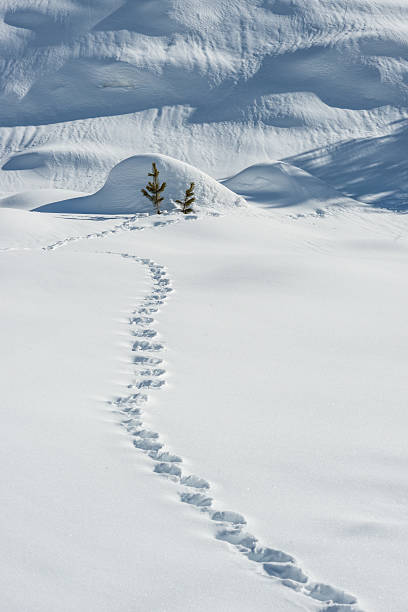 winter background