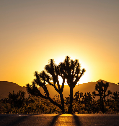 joshua trees with mountains in golden sunset