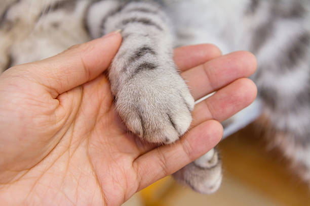 Cat's foot Cat's foot in the hand of human animal leg stock pictures, royalty-free photos & images