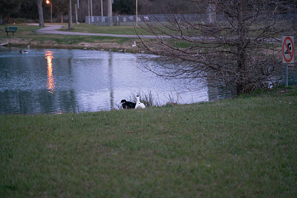 istock Nature ducks arrive at the pond. 518800008