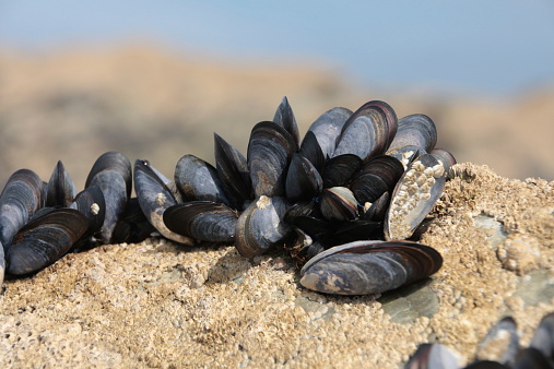 Common Limpet and common Mussel in a rock pool, Cornwall, UK