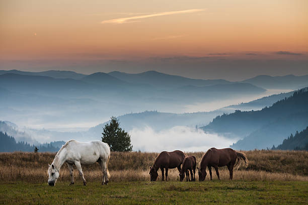 istock Mountain landscape with grazing horses 518800323
