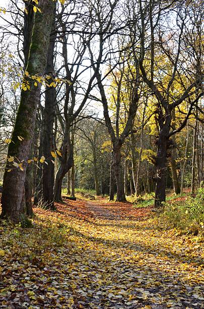 Tree lined pathway in autumnal woods stock photo