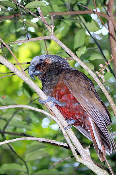 istock New Zealand Kaka Parrot 518800566