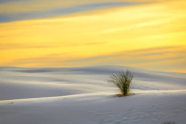 istock Sand Dune in the morning 518800576