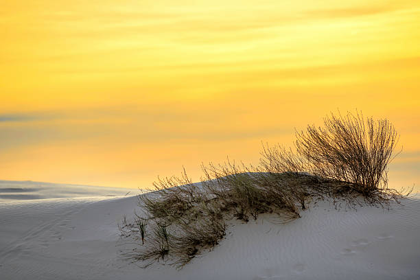 istock Sand Dune in the morning 518800704