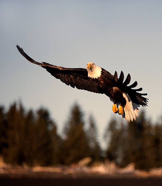 istock American Bald Eagle looking into the rising sun 518800947