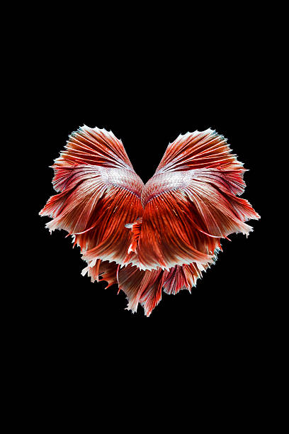 capturar el movimiento momento de rojo de siam, betta - siamese fighting fish crown tail freshwater space fotografías e imágenes de stock