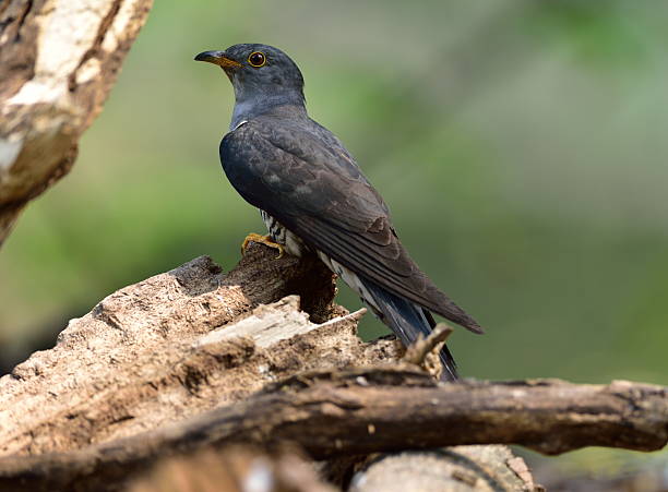 istock Bird picture of wildlife 518801332