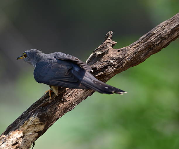 istock Bird picture of wildlife 518801414