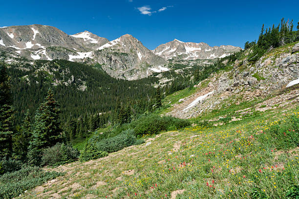 istock Colorado Mountain Wildflower Landscape 518801428