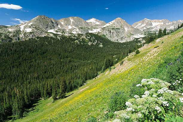 istock Mountain Wildflowers Landscape 518801458