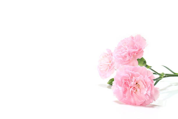pink carnation flower and copy space in white