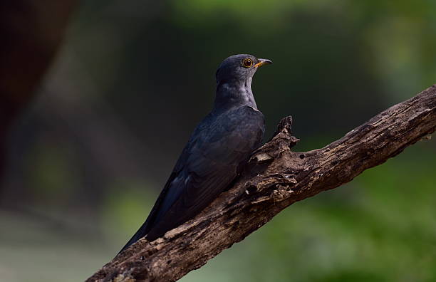 istock Bird picture of wildlife. 518801792