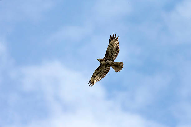 rotschwanz- falke in zentralkalifornien - red tailed boa stock-fotos und bilder