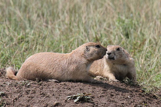 istock Black Tailed Prairie Dogs 518802606