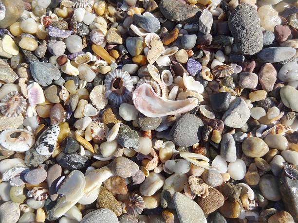 istock Close up of pebbles, and small shells on rocky each. 518802792