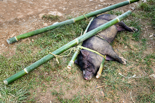 Alive pig tied on bamboo beam for sacrifice to the funeral ceremony. In Toraja the funeral ritual is the most elaborate and expensive even. Tana Toraja. South Sulawesi, Indonesia