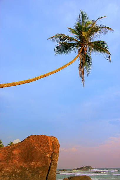 Leaning palm tree with big rocks, Unawatuna beach, Sri Lanka
