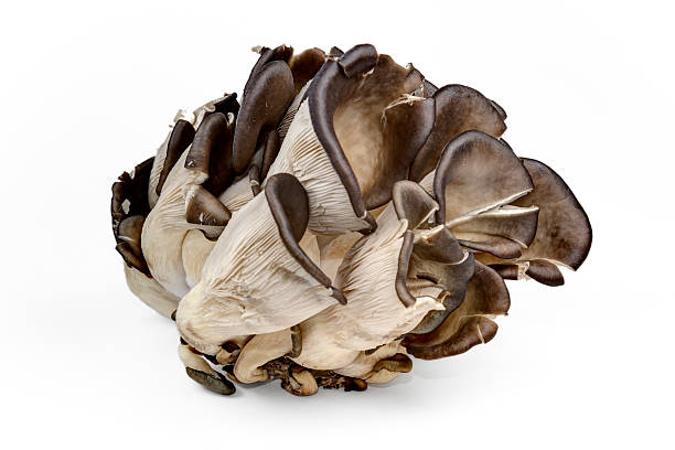istock oyster mushrooms isolated on white background 518803880