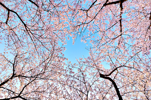 Lush pink cherry blossom forest, in the blue sky at the spring. 