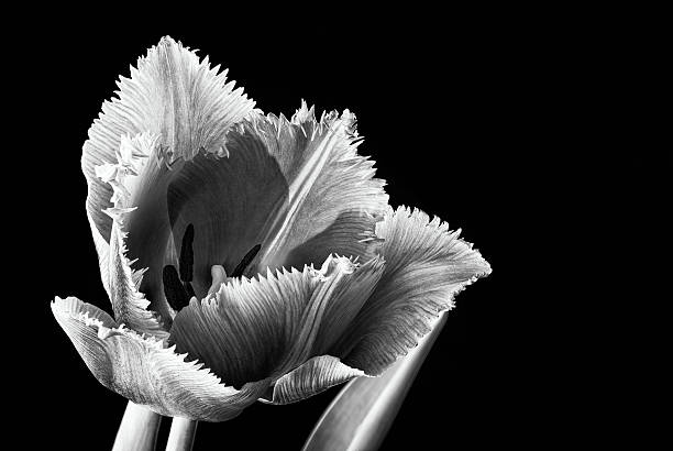 istock Pink Fringed Tulip on Black Background 518805734