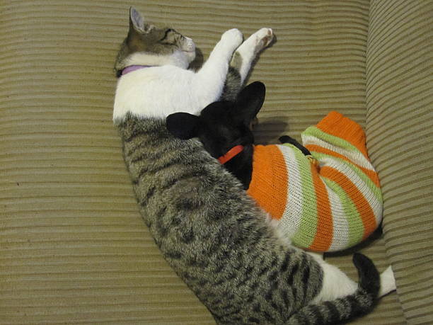 istock Kitten and Puppy Snuggle 518806152