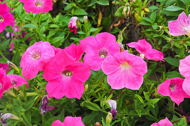 istock Pink petunia flower 518806378