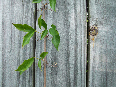 Paling fence with vine and knot