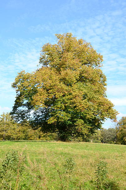 istock Large beautifully coloured tree in autumn 518812465
