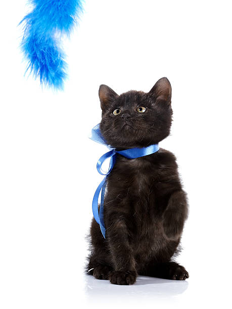 istock Playful black kitten with a blue tape. 518812633