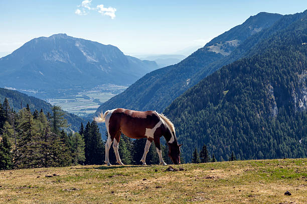 istock Horse on the Poludnig - Alm 518812943