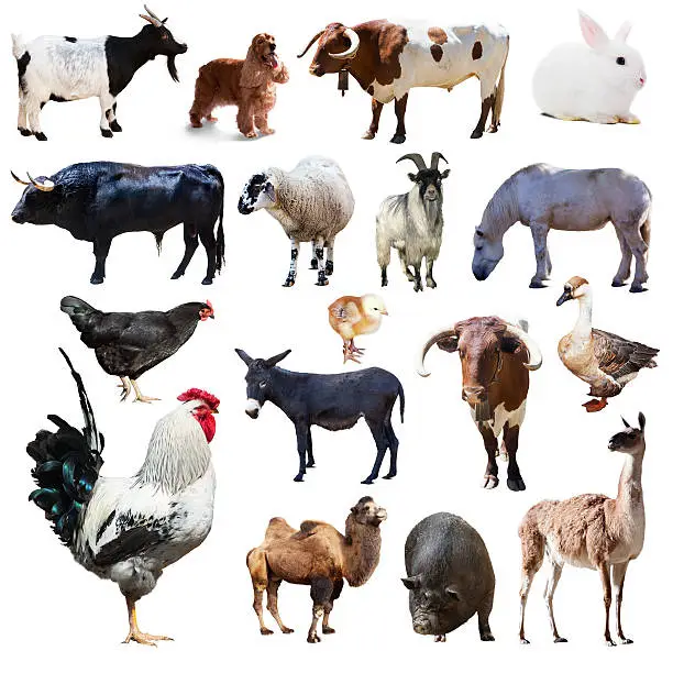 Photo of Set of rooster and other farm animals. Isolated over white