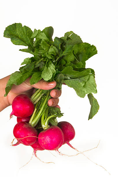 istock Holding Fresh radish with one hand, isolated 518813789