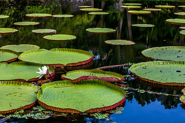 istock Waterlily in Bali 518813941