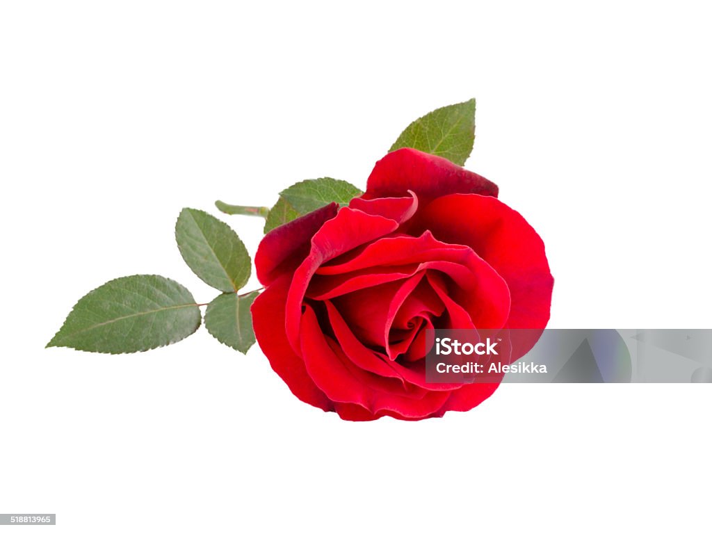Red Rose Single Red Rose isolated on white background Beauty In Nature Stock Photo