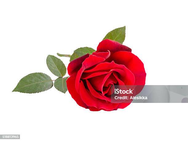 Red Rose Stock Photo - Download Image Now - Beauty In Nature, Colors, Cut Out