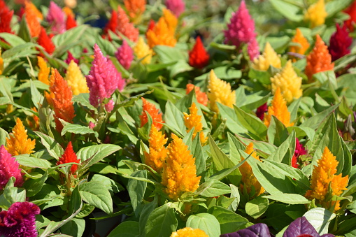 Celosia flower