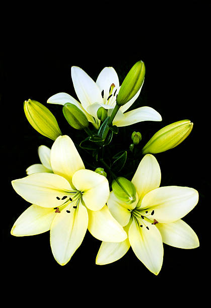 istock Bouquet of lilies. 518814485