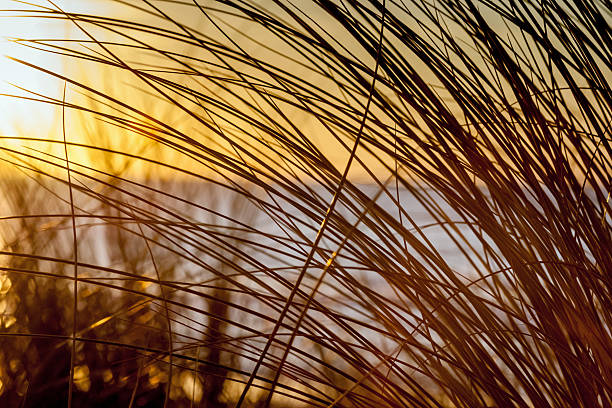 wakacje tło : diuna trawa o zachodzie słońca na plaży z mimizan plage - mimizan zdjęcia i obrazy z banku zdjęć